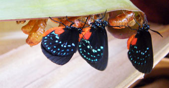 Atalas emerging