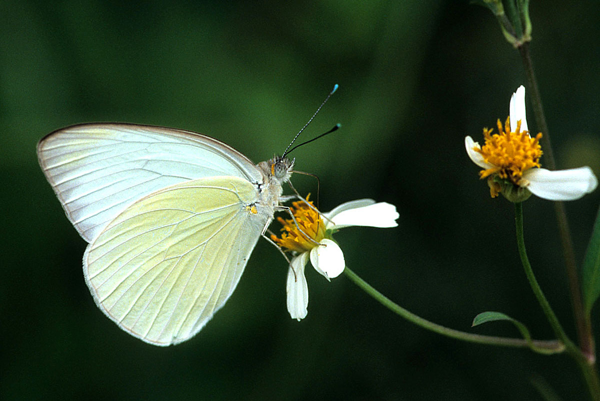 Great Southern White – Florida's Wildflowers & Butterflies