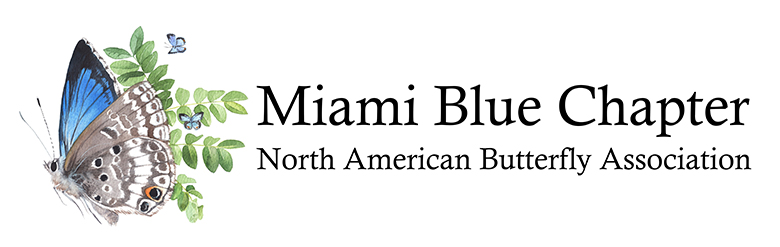 MiamiBlue.org